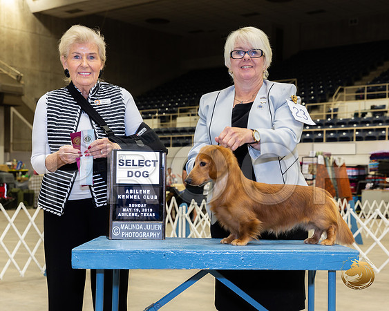 Dachshund Long Coated #23 Sun SD Judge Toddie Clark__ST_5247_Ablne2019-HR