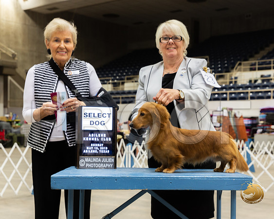 Dachshund Long Coated #23 Sun SD Judge Toddie Clark__ST_5248_Ablne2019-HR