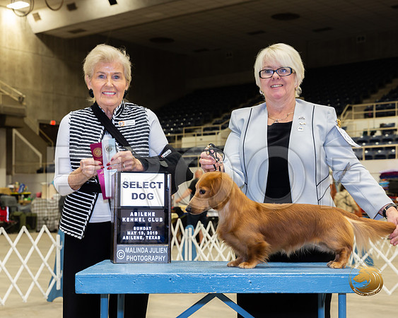 Dachshund Long Coated #23 Sun SD Judge Toddie Clark__ST_5249_Ablne2019-HR
