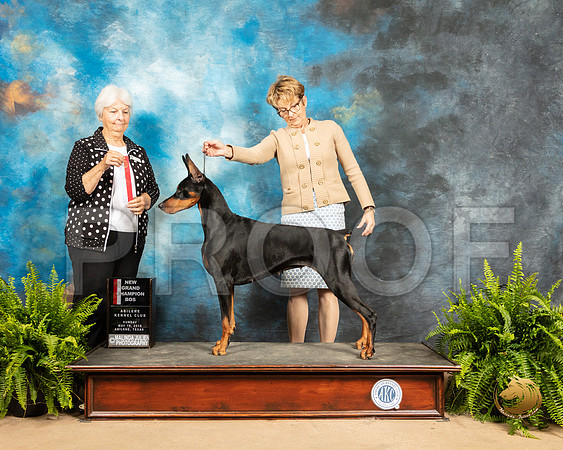 Doberman Pinscher #12 Sun BOS Judge Gloria Kerr_SSR_8406_Ablne2019-HR