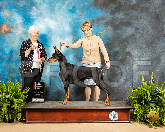 Doberman Pinscher #12 Sun BOS Judge Gloria Kerr_SSR_8407_Ablne2019-HR