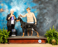 Doberman Pinscher #15 Sun BOW Judge Gloria Kerr