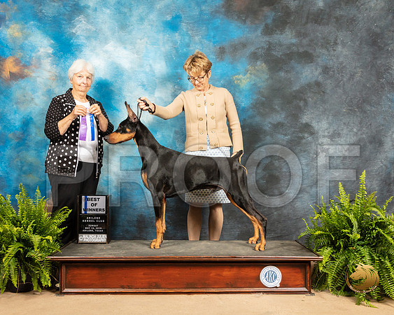 Doberman Pinscher #15 Sun BOW Judge Gloria Kerr_SSR_8403_Ablne2019-HR
