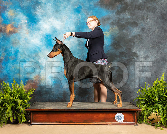 Doberman Pinscher #5 Sat BOW_SSR_8391_Ablne2019-HR