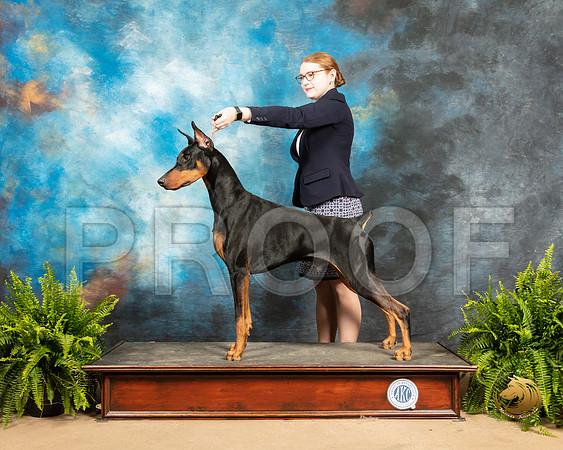 Doberman Pinscher #5 Sat BOW_SSR_8393_Ablne2019-HR