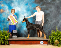 Doberman Pinscher #J601 Sun Best Jr Judge Patricia Trotter