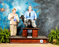 English Cocker #7 Sun BOW Judge Judith Brown