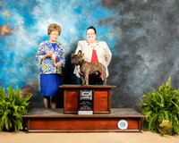 French Bulldog #5 Sun BOB Judge Patricia Trotter