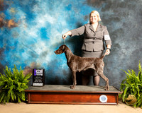 German Shorthaired Pointer #12 Fri1 WB Maj