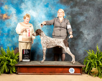 German Shorthaired Pointer #12 Sun BOS Judge Judith Brown