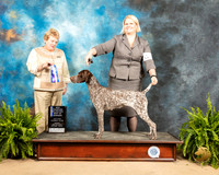 German Shorthaired Pointer #12 Sun NcBOW Judge Judith Brown
