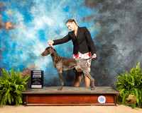 German Shorthaired Pointer #6 Sun RWB