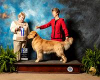Golden Retriever #11 Sun BOW Judge Judith Brown