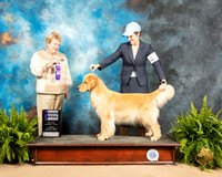 Golden Retriever #22 Sun WB Judge Judith Brown