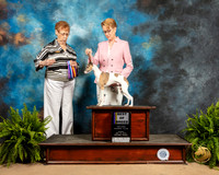 Italian Greyhound #17 Sun BOB Judge Patricia Hastings