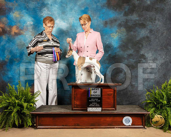 Italian Greyhound #17 Sun BOB Judge Patricia Hastings_SSR_8384_Ablne2019-HR