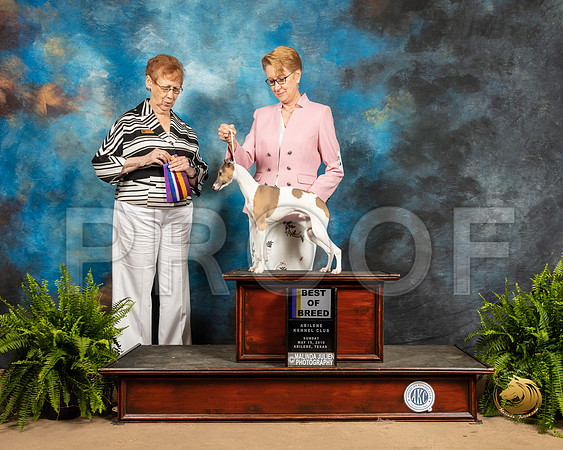 Italian Greyhound #17 Sun BOB Judge Patricia Hastings_SSR_8385_Ablne2019-HR