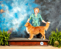 Nova Scotia Duck Tolling Retriever Sun