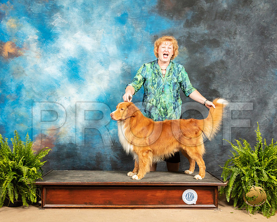 Nova Scotia Duck Tolling Retriever Sun_SSR_8496_Ablne2019-HR