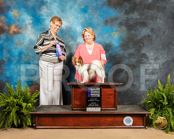 Papillon #16 Sun WB Judge Patricia Hastings_SSR_8416_Ablne2019-HR