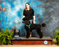Poodle Std #R52 Sun RNB New Title