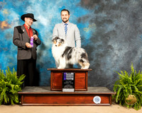Shetland Sheepdog #24 Sun WB NCh Judge Lee Herr