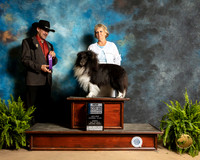 Shetland Sheepdog #5 Sun NCh Judge Lee Herr
