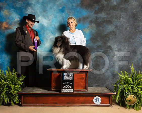 Shetland Sheepdog #5 Sun NCh Judge Lee Herr_SSR_8472_Ablne2019-HR