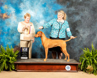 Vizsla #10 Sun BOB Judge Judith Brown