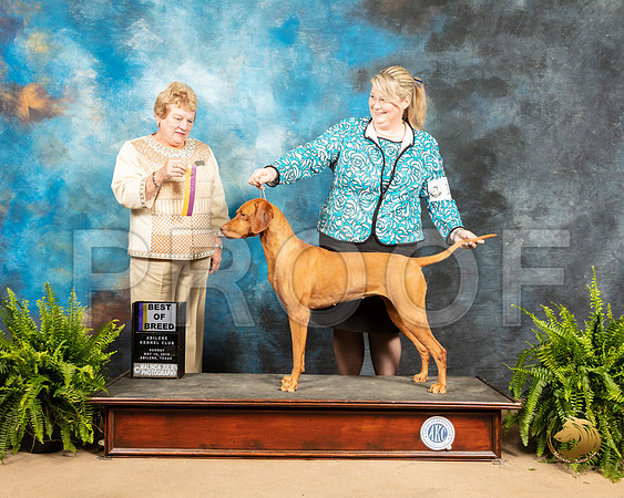 Vizsla #10 Sun BOB Judge Judith Brown_SSR_8466_Ablne2019-HR