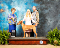 Vizsla #6 Fri1 BOB Judge Patricia Trotter