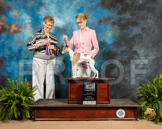 Italian Greyhound #17 Sun BOB Judge Patricia Hastings_SSR_8386_Ablne2019-HR