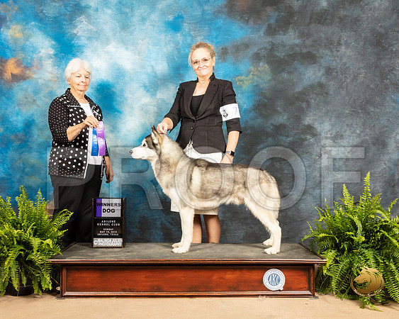Siberian Husky #7 Sun WD Judge Gloria Kerr_SSR_8411e_Ablne2019-HR