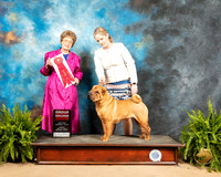 Chinese Shar Pei #14 Sun G2 Judge Patricia Trotter