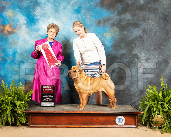 Chinese Shar Pei #14 Sun G2 Judge Patricia Trotter_SSR_8547_Ablne2019-HR