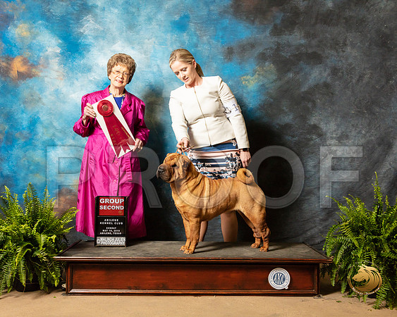 Chinese Shar Pei #14 Sun G2 Judge Patricia Trotter_SSR_8548_Ablne2019-HR