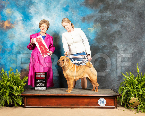 Chinese Shar Pei #14 Sun G2 Judge Patricia Trotter_SSR_8549_Ablne2019-HR
