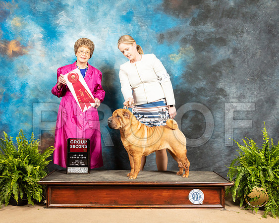 Chinese Shar Pei #14 Sun G2 Judge Patricia Trotter_SSR_8550_Ablne2019-HR