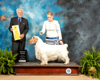 Clumber Spaniel #5 Sun G3 Judge Houston Clark
