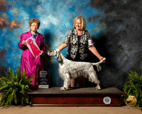 English Setter #6 Sun OHG1 Judge Patricia Trotter