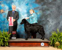 Flat Coated Retriever #7 Sun G2 Judge Houston Clark