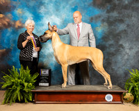 Great Dane #16 Sun BOB Judge Gloria Kerr