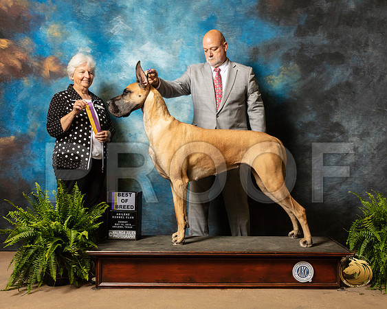 Great Dane #16 Sun BOB Judge Gloria Kerr_SSR_8530_Ablne2019-HR