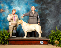 Labrador Retriever #17 Sun BOB Judge Judith Brown