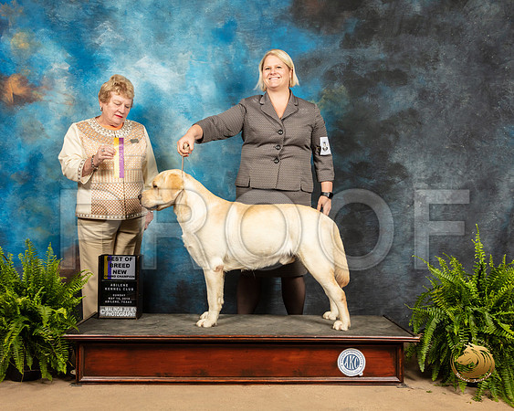 Labrador Retriever #17 Sun BOB Judge Judith Brown_SSR_8528_Ablne2019-HR