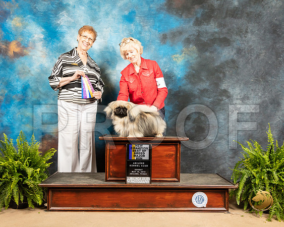 Pekingese #7 Sun BOB Judge Patricia Hastings_SSR_8535_Ablne2019-HR