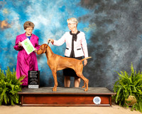 Vizsla #5 Sun OHG2 Judge Patricia Trotter