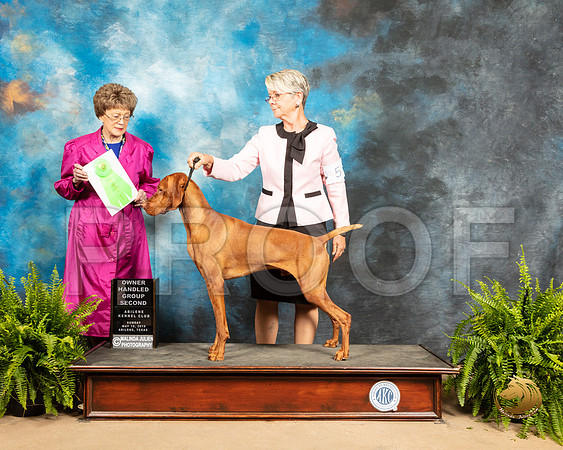Vizsla #5 Sun OHG2 Judge Patricia Trotter_SSR_8516_Ablne2019-HR