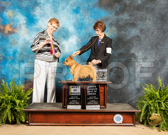 Norwich Terrier #7 Sun BOB OHBOB Judge Patricia Hastings_SSR_8540_Ablne2019-HR