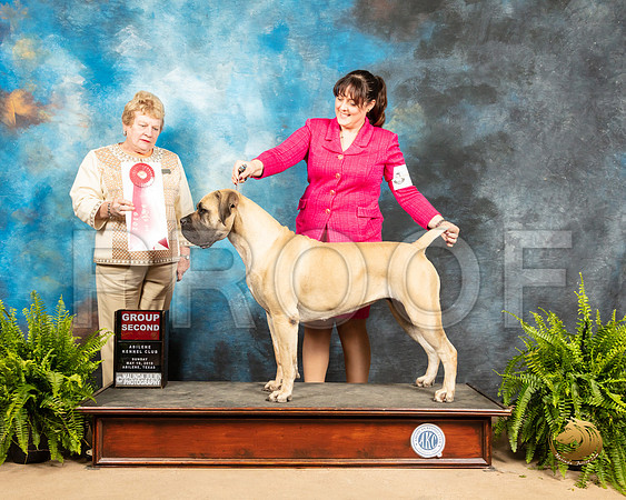 Cane Corso #6 Sun G2 Judge Judith Brown_SSR_8525_Ablne2019-HR